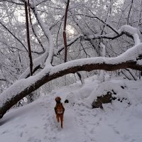 На прогулке :: Павел Трунцев На прогулке :: Павел Трунцев