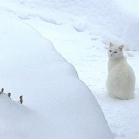 Белая на белом :: Елена 