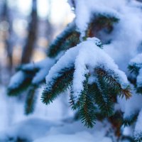 еловая лапка :: Артём еловая лапка :: Артём