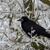 В морозных кружевах :: Татьяна Смоляниченко