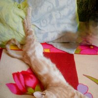 СТЁПА :: Сергей Кочнев