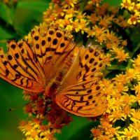 опять про бабочек...347 :: Александр Прокудин опять про бабочек...347 :: Александр Прокудин