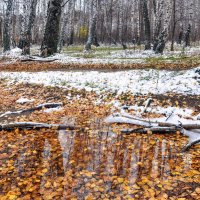 Первый снег :: **** vedin Первый снег :: **** vedin