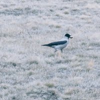Серая ворона :: Андрей Хлопонин