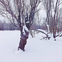 Февраль..,Тальники на левобережье Юганской Оби. :: Владимир 