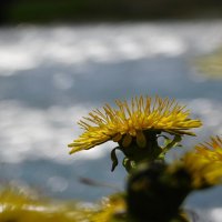 Жёлтенький :: Владимир Кириченко