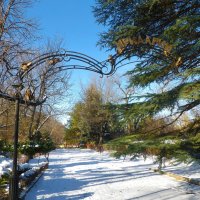 Ботанический сад Н В Багрова в снегу :: Валентин Семчишин Ботанический сад Н В Багрова в снегу :: Валентин Семчишин