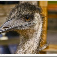 Budapest- ostrich  Будапешт Венгрия* Зоопарк :: ujgcvbif 