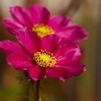 Доброе утро :: Юрий. Шмаков