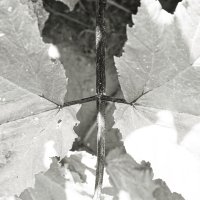 Фотография :: Денис Безногов