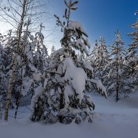 Молодые сосны в снегу :: Александр Синдерёв