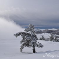 Природа Крыма :: Amazing Cosmea