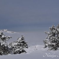 Природа Крыма :: Amazing Cosmea