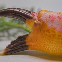 Я посланец великого БОА :: Giant Tao /