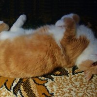 Гороша...... :: Галина 