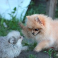 Я пока больше и сильнее и проучу тебя! :: Елена 