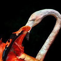 Кармен :: Андроник Александр 