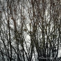 "Расчирикались"© :: Владимир Макаров "Расчирикались"© :: Владимир Макаров