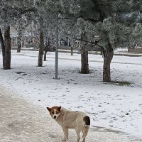 Собачка :: Татьяна Пальчикова