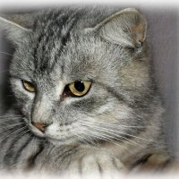 Мой котик :: Елена Сухорученкова