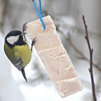 Синица и сало :: евгений 