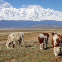 В Курайской долине :: елена беликова В Курайской долине :: елена беликова