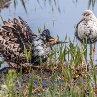 Кавалер. Признание в любви. :: Георгий Кулаковский Кавалер. Признание в любви. :: Георгий Кулаковский