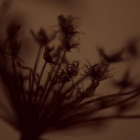 Борщевик. :: Юрий Полторыхин. Борщевик. :: Юрий Полторыхин.