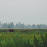 Туман(2) :: Сергей Царёв