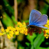 опять про бабочек...351 :: Александр Прокудин опять про бабочек...351 :: Александр Прокудин