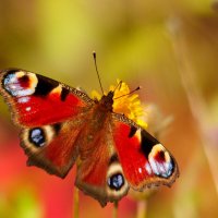 опять про бабочек...355 :: Александр Прокудин опять про бабочек...355 :: Александр Прокудин