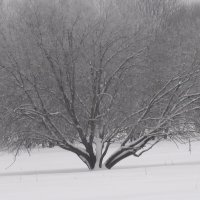 Дерево в инее :: fogmeadowww m