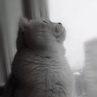 А снег идёт.... :: Марина Леонидовна