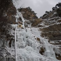 Природа Крыма :: Amazing Cosmea