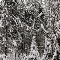 В заснеженном лесу. :: Михаил Попов В заснеженном лесу. :: Михаил Попов