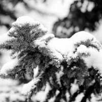 Серия "До Нового 2027 года осталось..." :: Михаил 