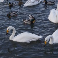 На тёплом озере зимой :: Наталия Григорьева