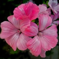 Лаватера :: Елена Сухорученкова