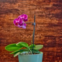 Орхидея :: Jakob Dick