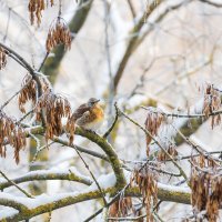 Рябинник на ветке :: Александр Синдерёв