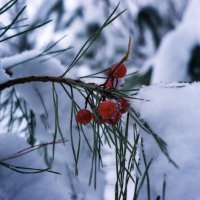 Яркость на сером :: sorovey Sol