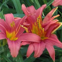 Лилейники :: Freddy 97