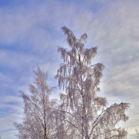 Морозный день :: Александр Трухин