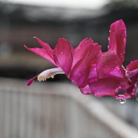 Круиз по балкончику :: Осень Круиз по балкончику :: Осень