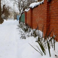 Зеленеет юкка в снегу :: Татьяна Смоляниченко