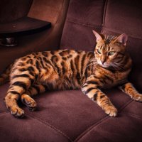 Ника в интерьере :: Витюшка07