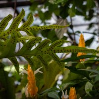 Томск. Ботсад :: Prinz Eugen 