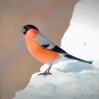 тот самый - яркий птиц :: Andrey Bragin тот самый - яркий птиц :: Andrey Bragin