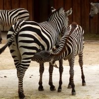 Пора кормления :: Юрий. Шмаков Пора кормления :: Юрий. Шмаков