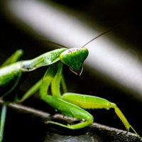 богомол :: petyxov петухов богомол :: petyxov петухов